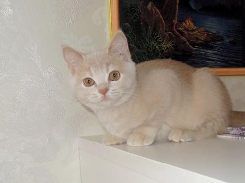 Продам котенка Британская кошка - Россия, Калуга. Цена 70000 рублей. Котята из питомника 