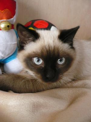 Продам котенка Тайская кошка - Молдавия, Кишинёв. Цена 150 евро