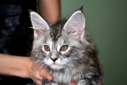 Продам котенка Мейн-кун - Украина, Харьков. Цена 600 евро
