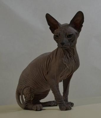 Продам котенка Донской сфинкс - США, Вирджиния. Цена 800 евро