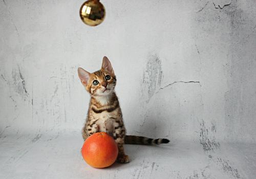 Продам котенка Бенгальская кошка - Россия, Московская область, Лыткарино. Цена 25000 рублей