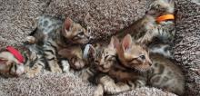 Kittens for sale bengal cat - USA, Alabama
