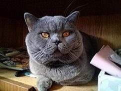 Ищу кошку для вязки Скотиш страйт, Шотландский кот - Россия, Москва. Цена 2000 рублей