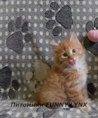 Продам котенка Курильский бобтейл - Россия, Калуга. Цена 15000 рублей