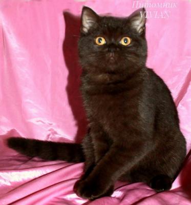Продам котенка Британская кошка - Россия, Москва. Цена 5000 рублей