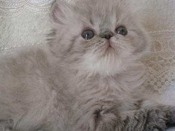 Продам котенка Персидская кошка - Россия, Московская область