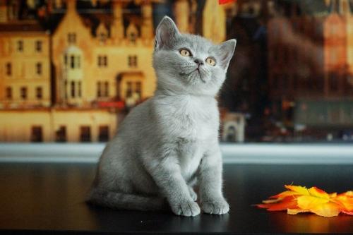 Продам котенка Британская кошка - Россия, Москва. Цена 16900 рублей
