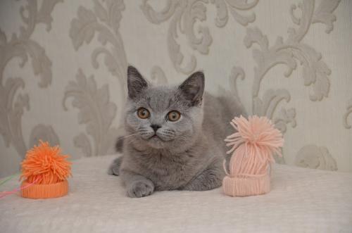Продам котенка Британская кошка - Украина, Киев. Цена 5000 гривен