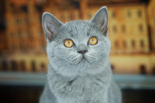 Продам котенка Британская кошка - Россия, Москва. Цена 25000 рублей