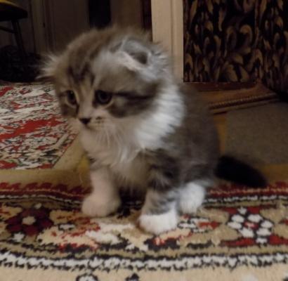 Продам котенка Скотиш фолд - Россия, Краснодар. Цена 20000 рублей