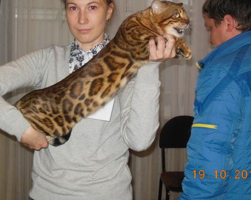 Ищу кошку для вязки Бенгальская кошка - Беларусь, Минск. Цена 400 рублей