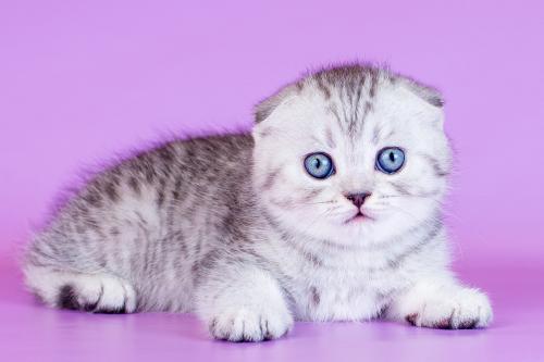 Продам котенка Скотиш фолд - Украина, Запорожье. Цена 200 долларов