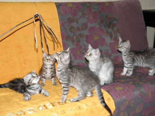 Продам котенка Шотландская вислоухая - Украина, Николаев. Цена 600 гривен