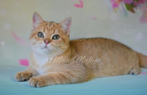 Продам котенка Британская кошка - Украина, Покровск. Цена 40000 рублей. Котята из питомника 