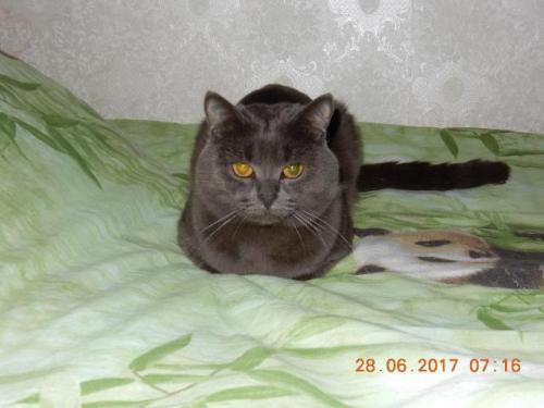 Ищу кошку для вязки Британская кошка - Россия, Москва. Цена 200 рублей