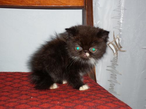 Продам котенка Персидская кошка - Россия, Ставрополь. Цена 7 000 рублей