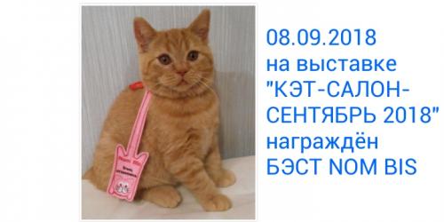 Продам котенка Британская кошка - Россия, Москва. Цена 18000 рублей