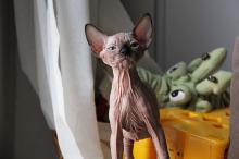 Kittens for sale other cat breed, canadian sphynx - Cyprus, Larnaca