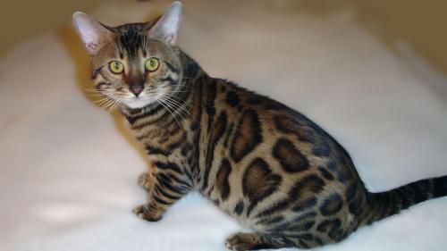 Продам котенка Бенгальская кошка - Украина, Одесса