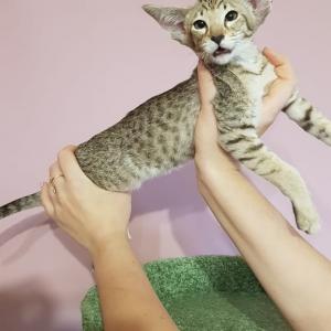 Продам котенка Ориентальная кошка - Россия, Ессентуки. Цена 25000 рублей