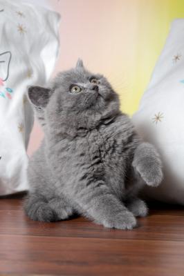 Продам котенка Британская кошка - Россия, Иркутск. Цена 15000 рублей