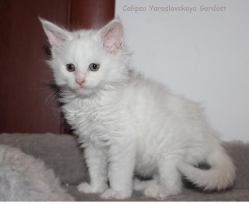 Продам котенка Мейн-кун - Россия, Ярославль, Ярославль. Цена 15000 рублей