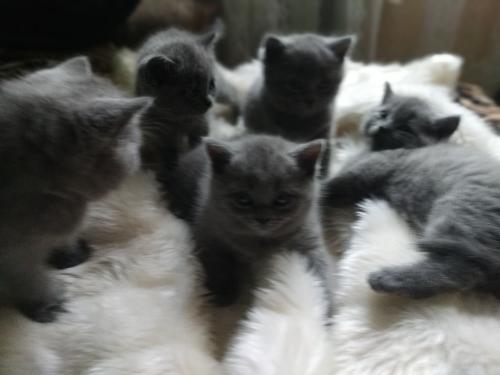 Продам котенка Британская кошка - Украина, Луганск. Цена 2000 рублей