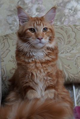 Продам котенка Мейн-кун - Россия, Московская область. Цена 30 000 рублей