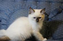 Kittens for sale ragdoll - Russia, Moscow. Price 200 €