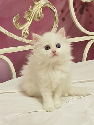Отдам котят в добрые руки Беспородная, Белоснежные котята ищут дом. - Россия, Москва