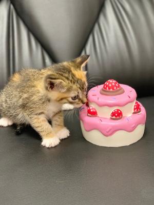 Отдам котят в добрые руки Беспородная - Россия, Москва
