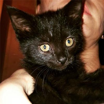 Отдам котят в добрые руки Беспородная, Две чудесные девочки ищут любящие семьи. - Россия, Москва