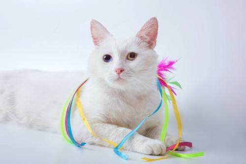 Отдам котят в добрые руки Беспородная - Россия, Москва