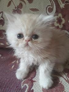 Продам котенка Персидская кошка - Беларусь, Минск. Цена 200 рублей