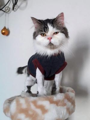 Отдам котят в добрые руки Беспородная - Россия, Москва