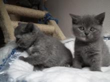 Kittens for sale british shorthair - USA, California, San Diego