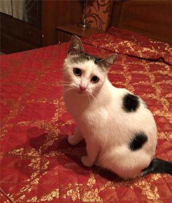 Отдам котят в добрые руки Беспородная, Чудесная кошка Муся в добрые руки. - Россия, Москва