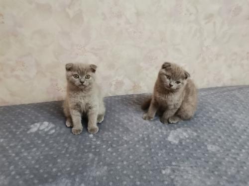 Продам котенка Скотиш фолд - Украина, Одесса. Цена 2000 гривен