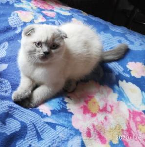 Продам котенка Скотиш фолд - Украина, Одесса. Цена 1700 гривен