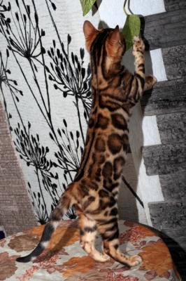 Продам котенка Бенгальская кошка - Украина, Харьков. Цена 15000 гривен