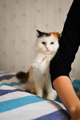 Отдам котят в добрые руки Персидская кошка - Россия, Москва