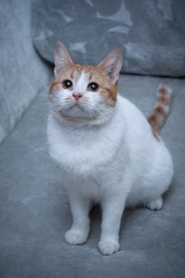 Отдам котят в добрые руки Беспородная, Очень ласковая! Особенная кошечка Трейси в поисках дома - Россия, Москва