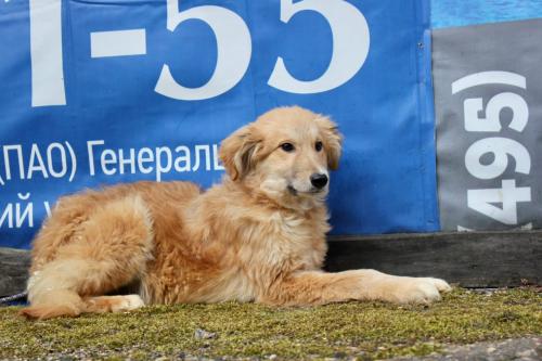 Отдам щенка в добрые руки Беспородная - Россия, Московская область, Пушкино