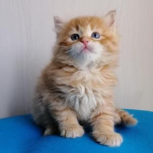 Продам котенка Сибирская кошка - Украина, Киев. Цена 600 долларов. Котята из питомника 