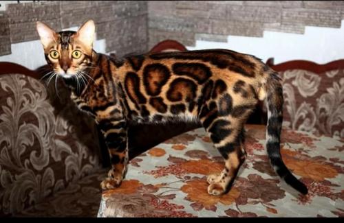 Ищу кошку для вязки Бенгальская кошка - Украина, Харьков. Цена 6000 гривен