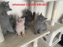 Kittens for sale british shorthair - Cyprus, Nicosia