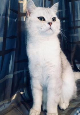 Ищу кошку для вязки Британская кошка - Россия, Москва. Цена 3500 рублей