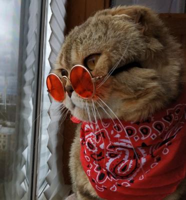 Ищу кошку для вязки Шотландская вислоухая - Россия, Москва, Москва. Цена 3500 рублей