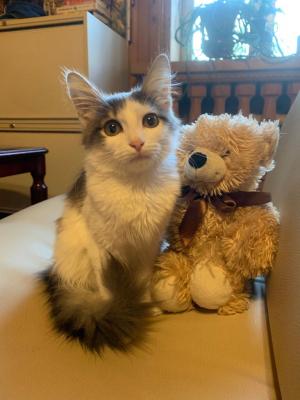 Отдам котят в добрые руки Сибирская кошка - Россия, Москва