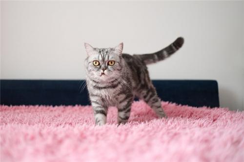 Отдам котят в добрые руки Беспородная, Кошка породы Экзот в добрые руки. - Россия, Москва